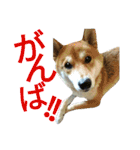 柴犬のこまきち（個別スタンプ：11）