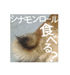 柴犬のこまきち（個別スタンプ：15）