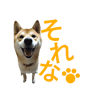 柴犬のこまきち（個別スタンプ：16）