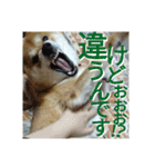 柴犬のこまきち（個別スタンプ：34）