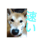 柴犬のこまきち（個別スタンプ：37）