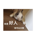 Shimizu rabbit were killed series（個別スタンプ：1）