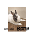 Shimizu rabbit were killed series（個別スタンプ：10）