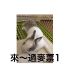 Shimizu rabbit were killed series（個別スタンプ：13）