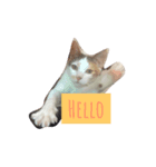 hello！ this is garlic meowwwww（個別スタンプ：5）