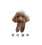 White rotten dog（個別スタンプ：6）