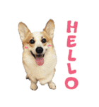 SUPER THE CORGI (ENG)（個別スタンプ：1）