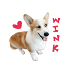 SUPER THE CORGI (ENG)（個別スタンプ：2）