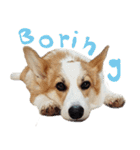 SUPER THE CORGI (ENG)（個別スタンプ：4）