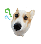 SUPER THE CORGI (ENG)（個別スタンプ：5）