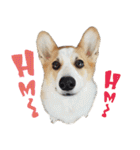 SUPER THE CORGI (ENG)（個別スタンプ：6）