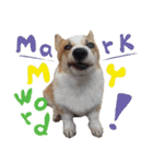 SUPER THE CORGI (ENG)（個別スタンプ：12）