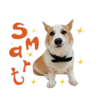 SUPER THE CORGI (ENG)（個別スタンプ：17）