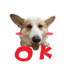 SUPER THE CORGI (ENG)（個別スタンプ：24）