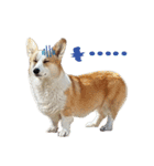 SUPER THE CORGI (ENG)（個別スタンプ：26）