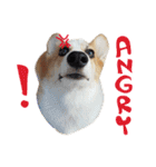 SUPER THE CORGI (ENG)（個別スタンプ：29）