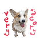 SUPER THE CORGI (ENG)（個別スタンプ：33）