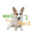 SUPER THE CORGI (ENG)（個別スタンプ：37）