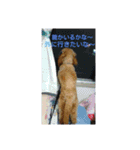 皆の愛犬クク（個別スタンプ：9）