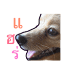 the dog lugaB（個別スタンプ：15）