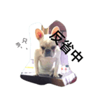 犬、ファミリー（個別スタンプ：1）