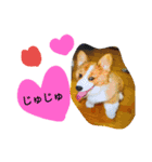 the welsh corgi you can't work7（個別スタンプ：1）