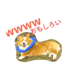 the welsh corgi you can't work7（個別スタンプ：2）