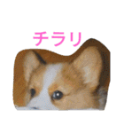 the welsh corgi you can't work7（個別スタンプ：3）