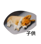 the welsh corgi you can't work7（個別スタンプ：4）