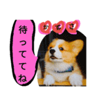 the welsh corgi you can't work7（個別スタンプ：6）