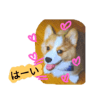 the welsh corgi you can't work7（個別スタンプ：8）