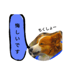 the welsh corgi you can't work7（個別スタンプ：9）