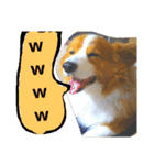 the welsh corgi you can't work7（個別スタンプ：10）