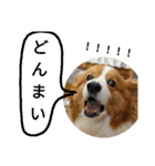 the welsh corgi you can't work7（個別スタンプ：13）