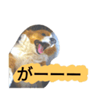 the welsh corgi you can't work7（個別スタンプ：14）