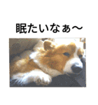 the welsh corgi you can't work7（個別スタンプ：15）