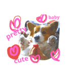 the welsh corgi you can't work7（個別スタンプ：16）