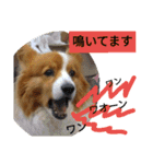 the welsh corgi you can't work7（個別スタンプ：17）