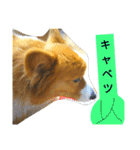 the welsh corgi you can't work7（個別スタンプ：18）