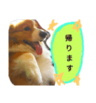 the welsh corgi you can't work7（個別スタンプ：19）