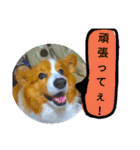 the welsh corgi you can't work7（個別スタンプ：20）