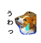 the welsh corgi you can't work7（個別スタンプ：21）