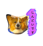 the welsh corgi you can't work7（個別スタンプ：22）