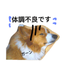 the welsh corgi you can't work7（個別スタンプ：24）