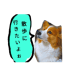 the welsh corgi you can't work7（個別スタンプ：25）