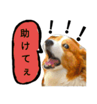 the welsh corgi you can't work7（個別スタンプ：26）