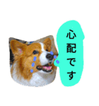 the welsh corgi you can't work7（個別スタンプ：27）