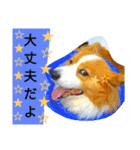 the welsh corgi you can't work7（個別スタンプ：31）