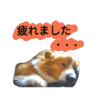 the welsh corgi you can't work7（個別スタンプ：32）