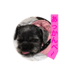 wan wan dog is poo and friend（個別スタンプ：1）